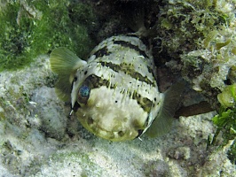 IMG 8931 Balloonfish